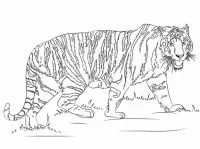 Desenhos de Paginas de Animais Realistas Para Colorir 9