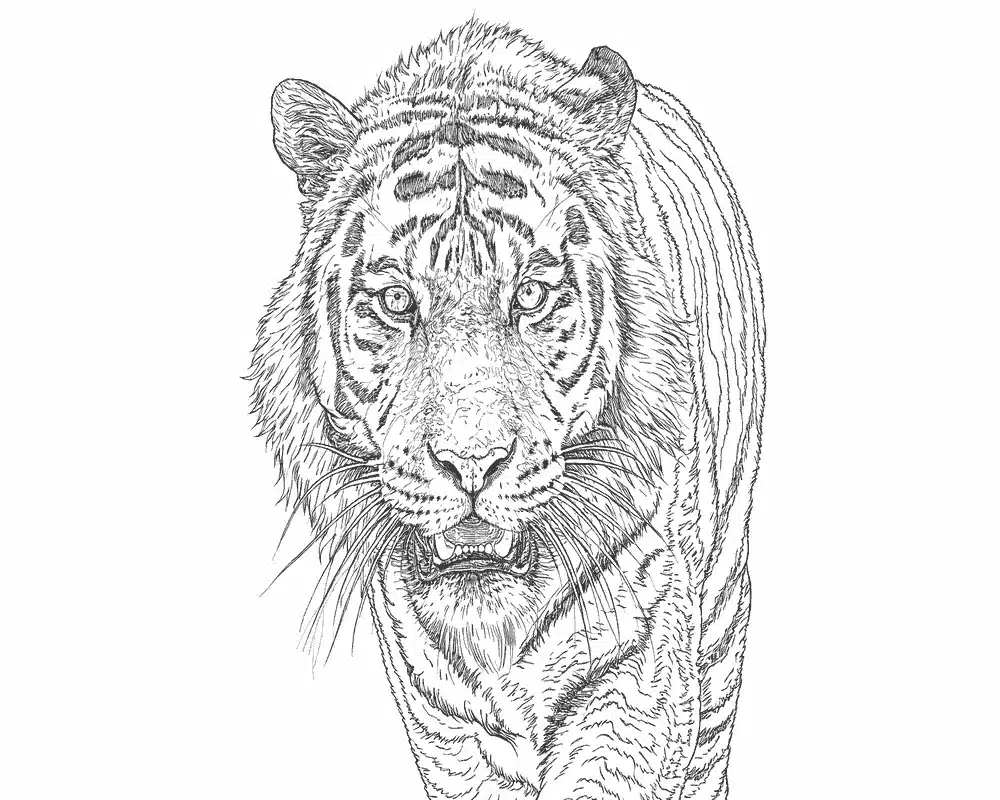 Tigre Realista para Colorear 1