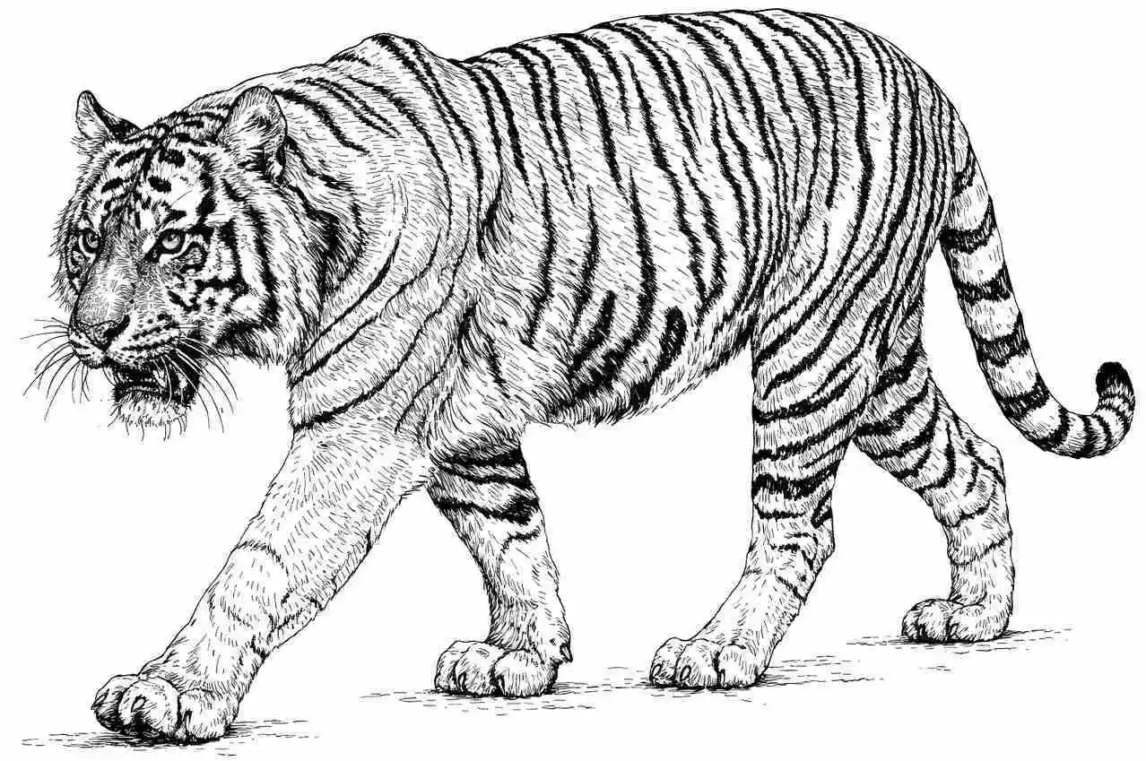 Tigre Realista para Colorear 12