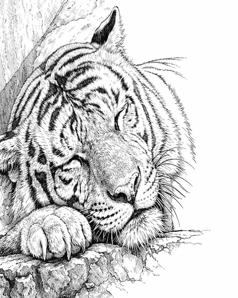 Tigre Realista para Colorear 7