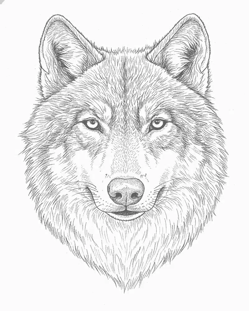Lobo Realista para Colorear 1