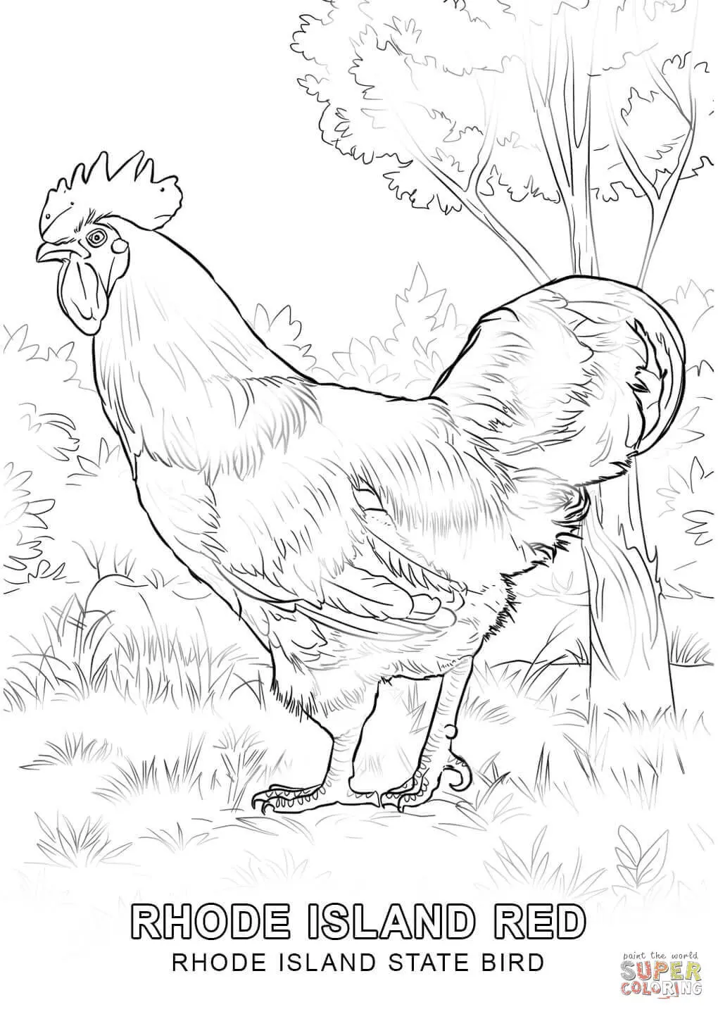 Desenhos de Rhode Island Para Colorir 3