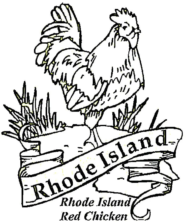 Desenhos de Rhode Island Para Colorir 4