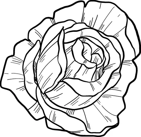 Roses Coloring Pages 57