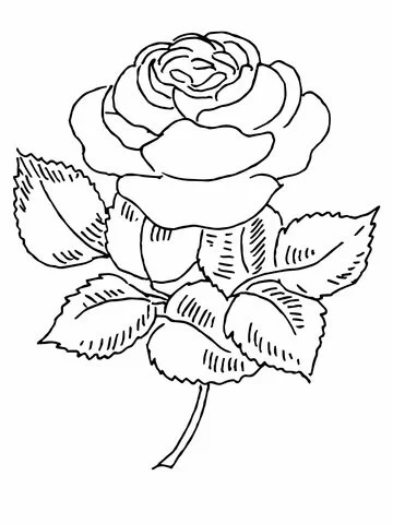 Roses Coloring Pages 84