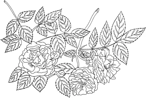 Roses Coloring Pages 90