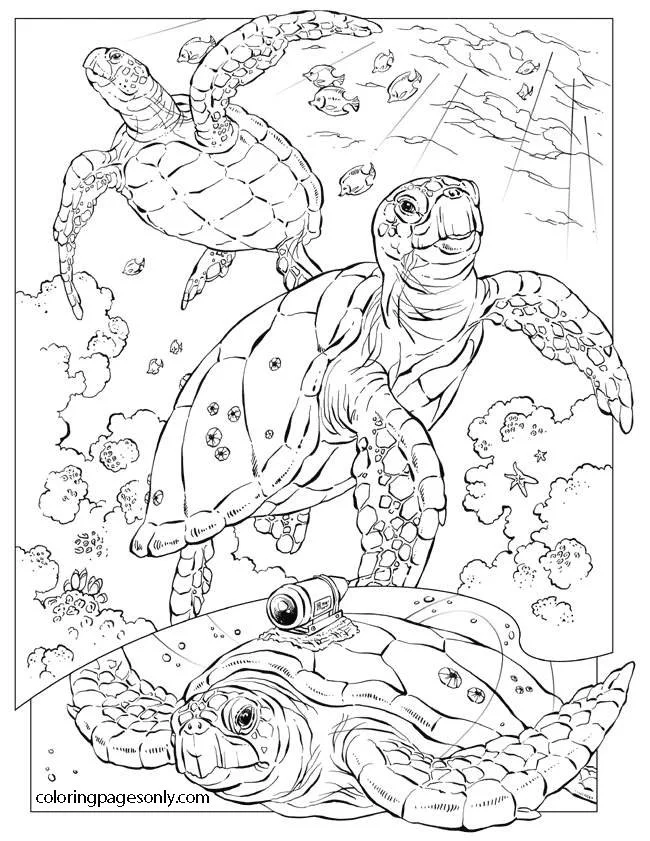 Mares Y Oceanos Para Colorear 22