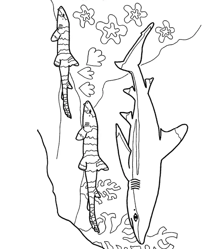 Desenhos de Shark Para Colorir 60