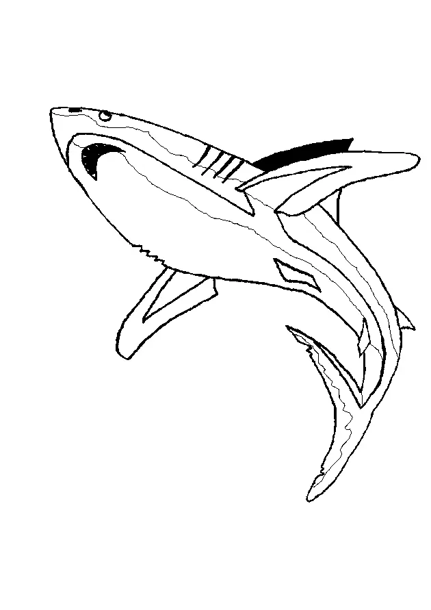 Desenhos de Shark Para Colorir 69