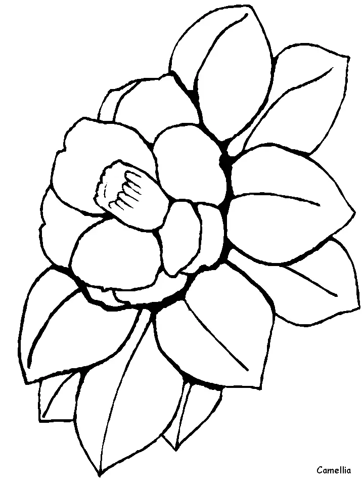 Desenhos de Flor Simples Para Colorir 15