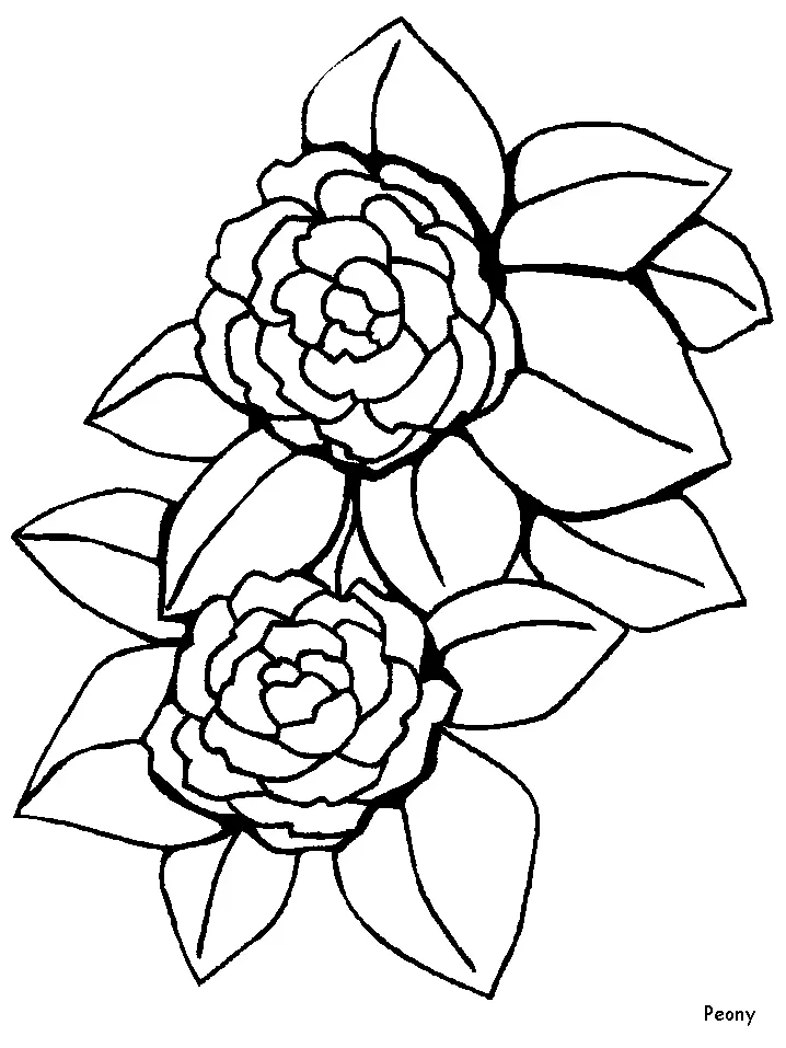 Desenhos de Flor Simples Para Colorir 30