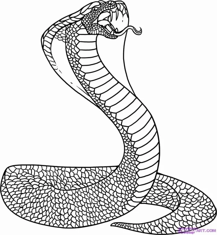 Desenhos de Cobra Para Colorir 103