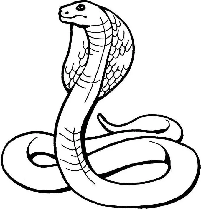 Serpiente Para Colorear 77