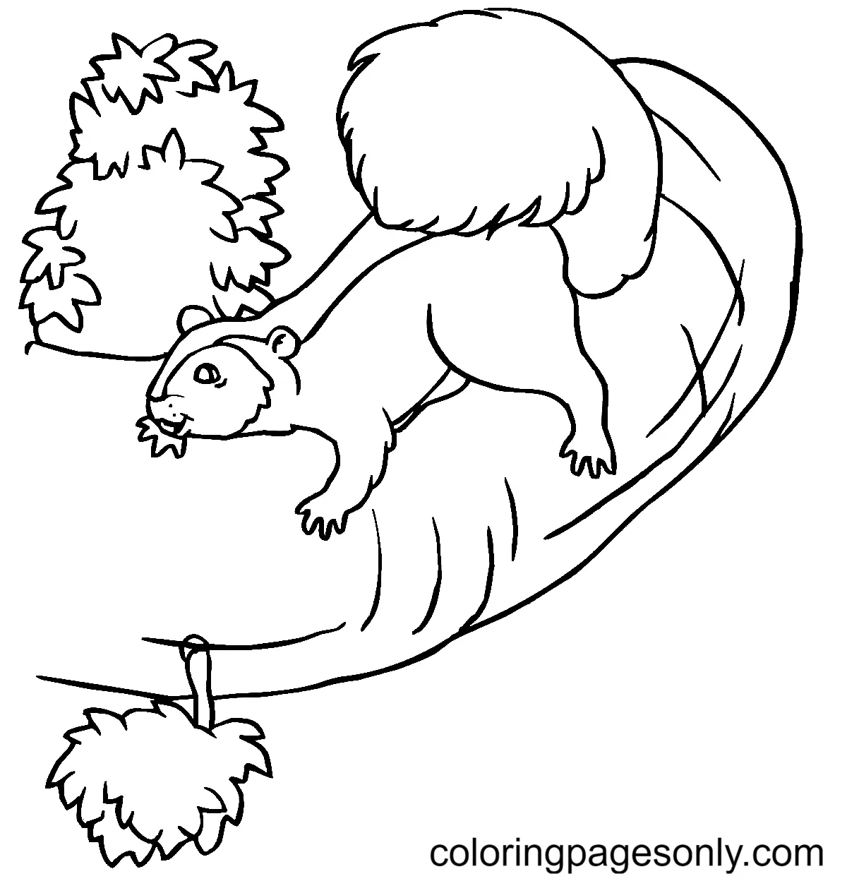 Eichhörnchen Ausmalbilder 105