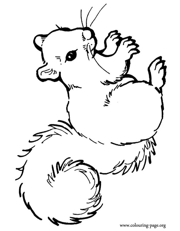 Eichhörnchen Ausmalbilder 11