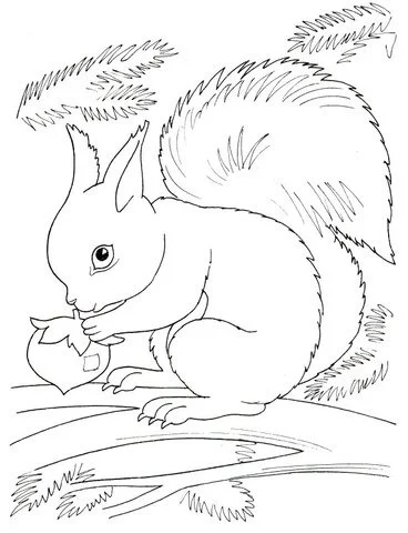 Squirrel Coloring Pages 112