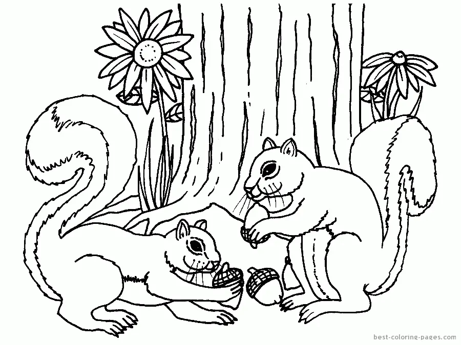 Eichhörnchen Ausmalbilder 19