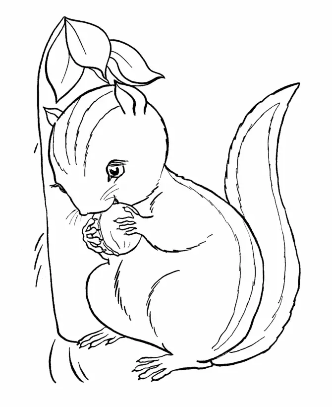Eichhörnchen Ausmalbilder 22