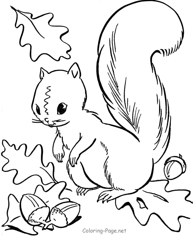 Eichhörnchen Ausmalbilder 28