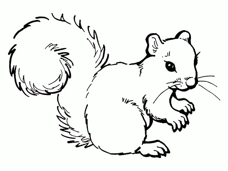 Eichhörnchen Ausmalbilder 29