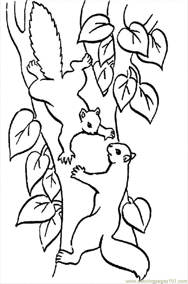 Eichhörnchen Ausmalbilder 34