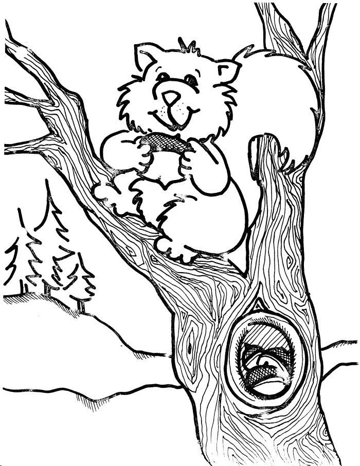 Eichhörnchen Ausmalbilder 45