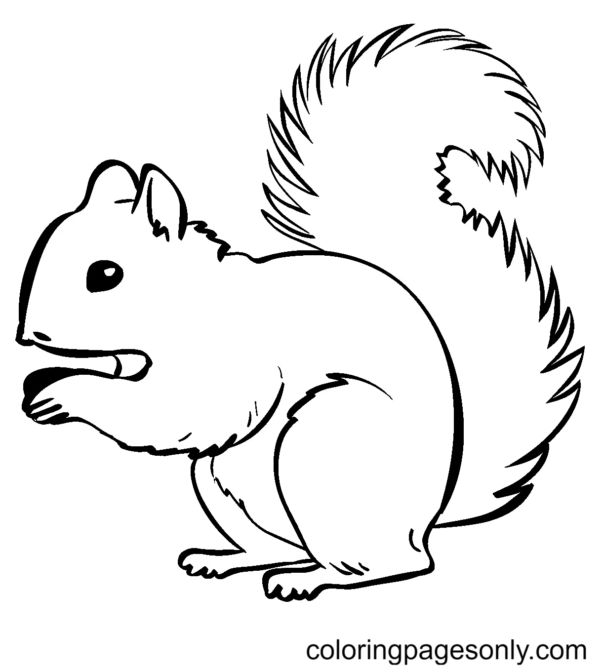 Squirrel Coloring Pages 66