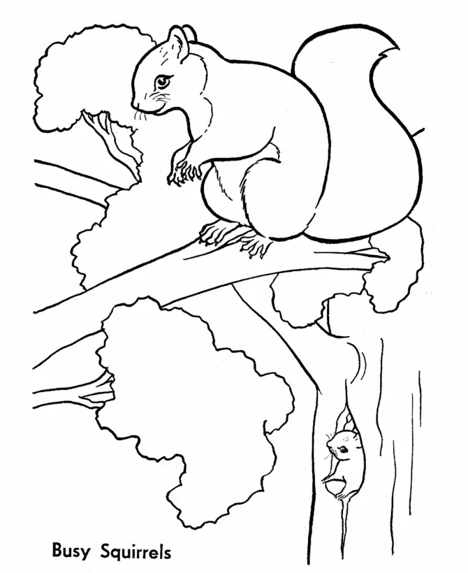 Eichhörnchen Ausmalbilder 7
