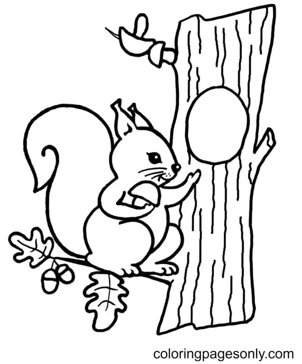 Eichhörnchen Ausmalbilder 83