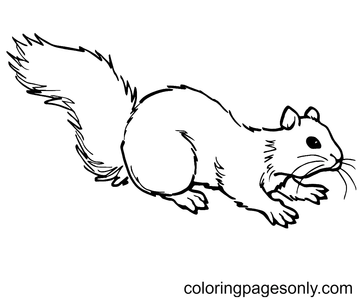Squirrel Coloring Pages 88