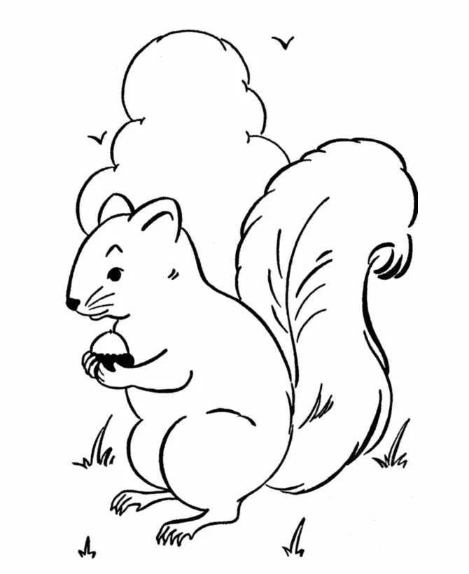 Eichhörnchen Ausmalbilder 9