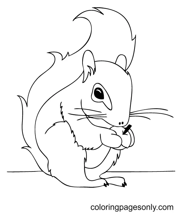 Eichhörnchen Ausmalbilder 90