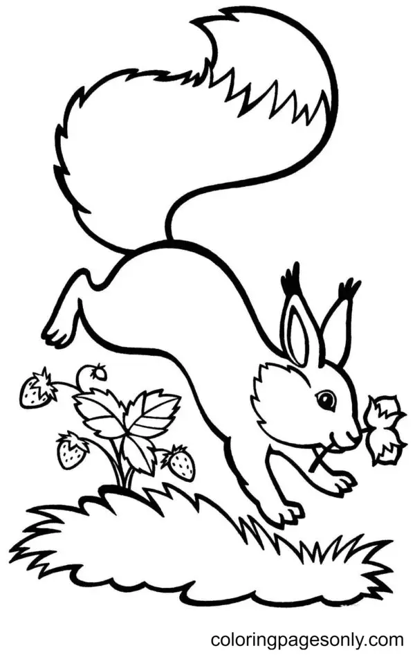 Eichhörnchen Ausmalbilder 93