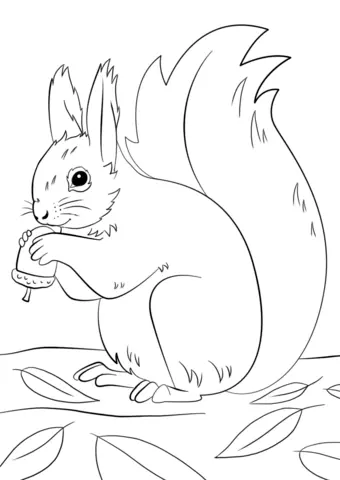 Eichhörnchen Ausmalbilder 96
