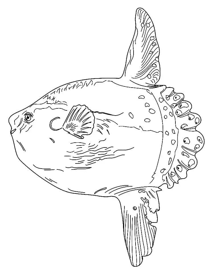 Sonnenfisch Ausmalbilder 1