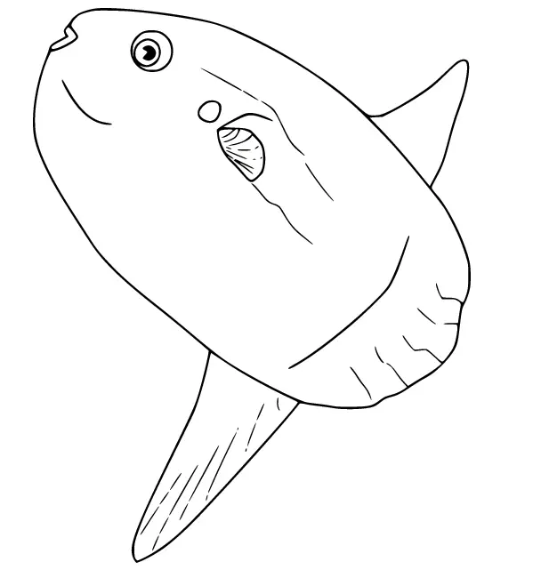 Sonnenfisch Ausmalbilder 12