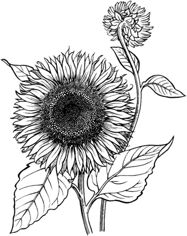 Sunflower Coloring Pages 25