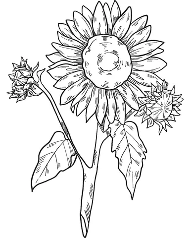 Sunflower Coloring Pages 26