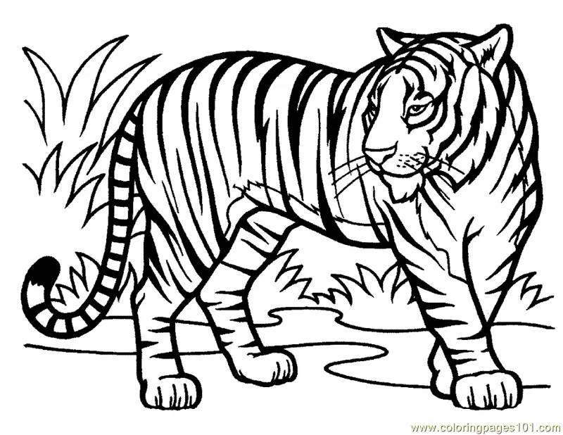 Tiger Coloring Pages 145