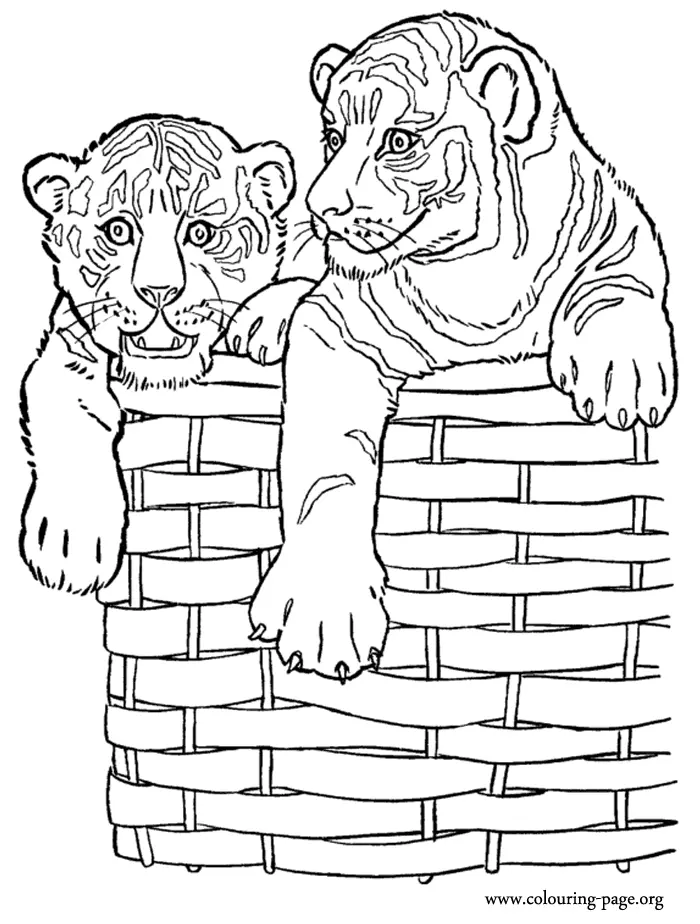 Tigres Para Colorear 16