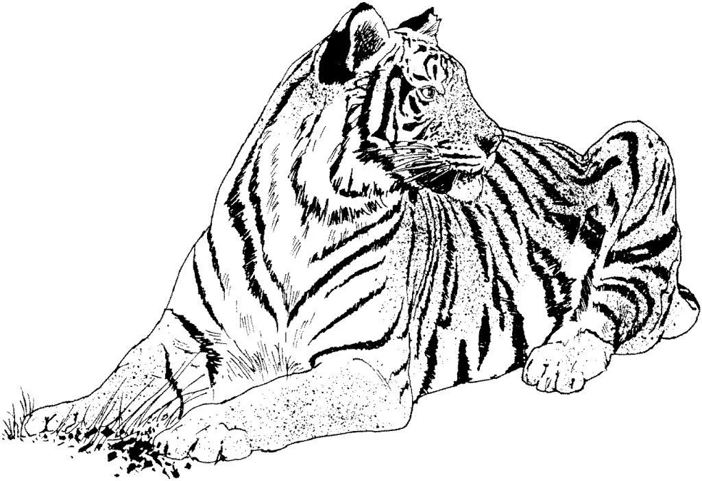 Tiger Coloring Pages 17