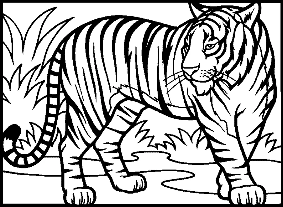 Tiger Coloring Pages 25