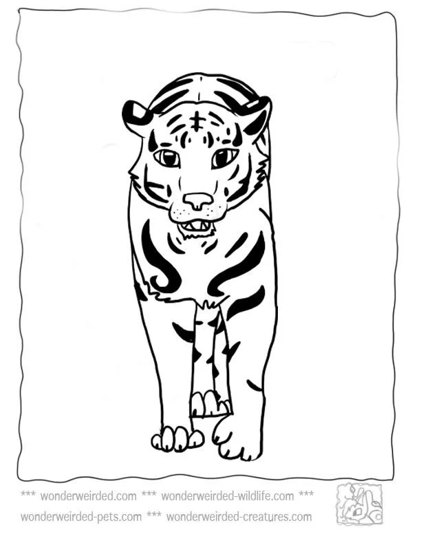 Desenhos de Tigre Para Colorir 31
