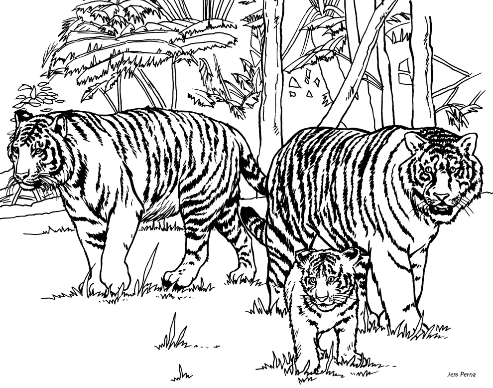 Tiger Coloring Pages 4