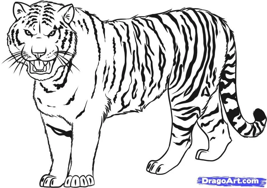 Tiger Ausmalbilder 43