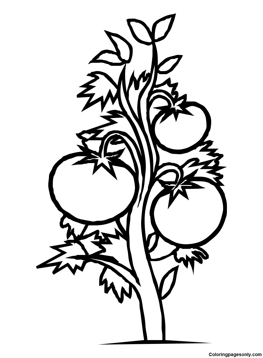 Tomato Coloring Pages 12