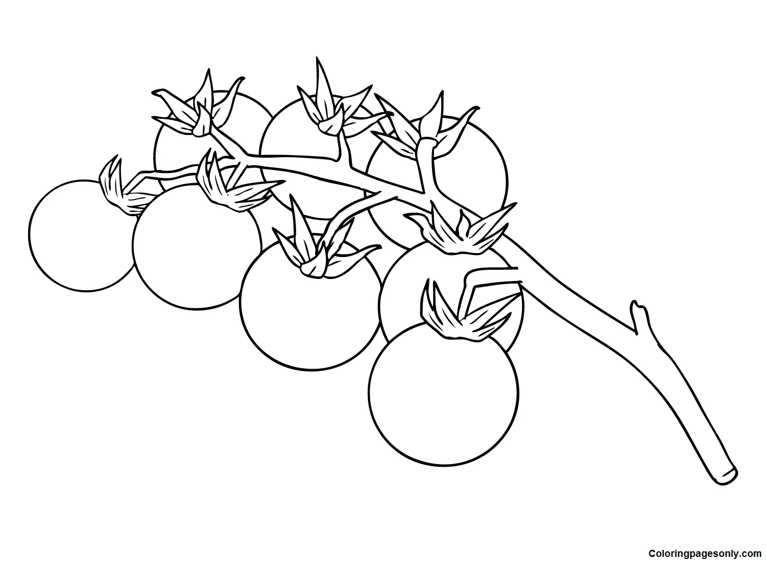 Tomaten Ausmalbilder 15