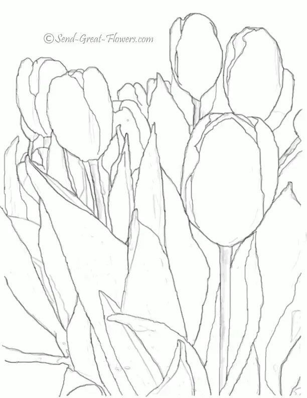 Tulpen Ausmalbilder 15