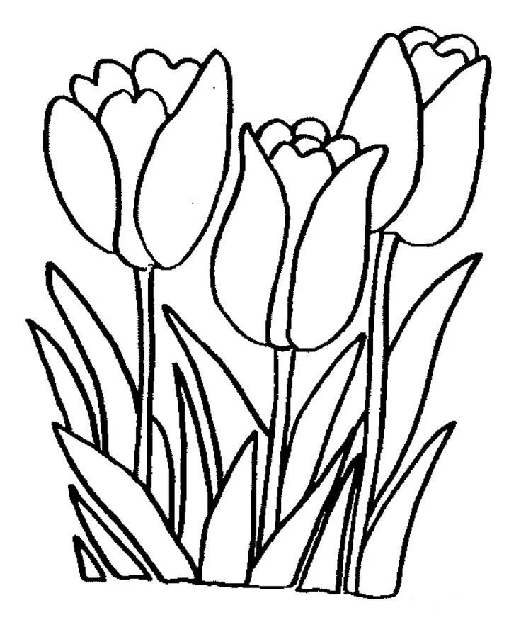 Tulpen Ausmalbilder 16