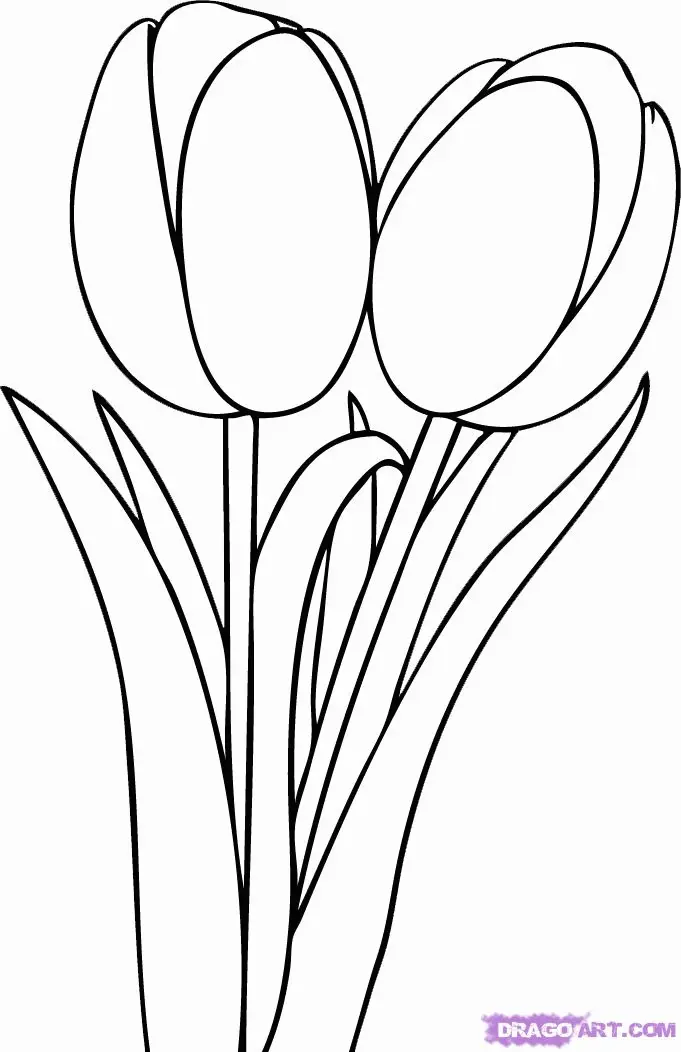 Tulpen Ausmalbilder 26